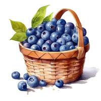 Watercolor blueberries in basket. Illustration photo