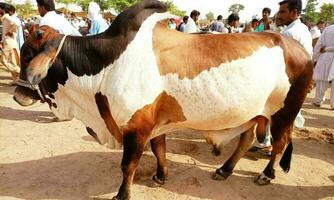 Big brown bull is standing for sale photo