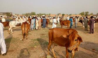 animals are standing for sale and purchasers arround them photo