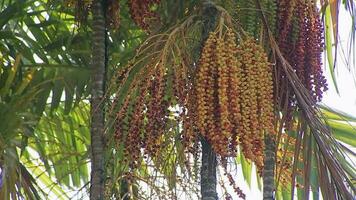 uma grupo do amarelo-verde-laranja Palma sementes suspensão em a Palma árvore video