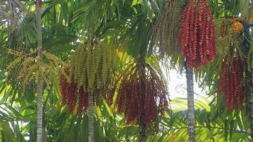 uma grupo do amarelo-verde-laranja Palma sementes suspensão em a Palma árvore video