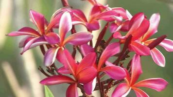 schoonheid rood frangipani bloemen zwaaien in de natuurlijk wind video