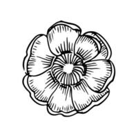 Poppies flowers continuous line drawing. Editable line. Black and white art. illustration. vector