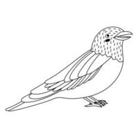 lindo, dibujos animados coracias garrulus pájaro. línea Arte. vector