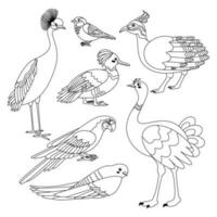 conjunto de aves grua, gorrión, tinamú, pato, loro, rápido, avestruz. vector