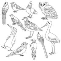 conjunto de aves trogón, gorrión, paloma, búho, cuco, chorlito, sula nebouxii, coracias gárrulo, pájaro carpintero, coliiformes, cigüeña vector