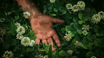 Leuk vinden een dood hand- in groen natuur veld- video