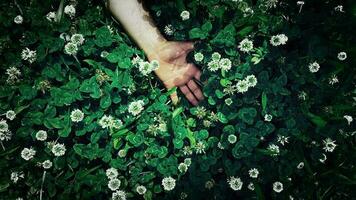 Like a Dead Hand in Green Nature Field video