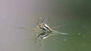 Couple of water striders on garden pond surface showing mating habits and pairing behaviors of aquatic insects in close-up macro view on water surface with details of water benders and pond skaters video