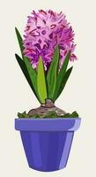 Vector isolated illustration of pink hyacinth.