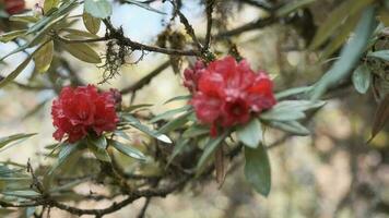 árbol rama con flores en un tropical selva con difuminar antecedentes. video