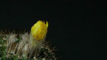 Beautiful cactus flower blooming time lapse isolated on black background. video