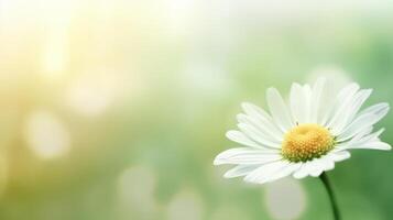 Daisy flower background. Illustration photo