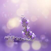 Lavender field background. Illustration photo