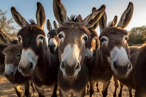 Group of donkeys close-up selfie photo