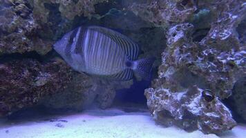 Marin poisson dans le magnifique sous-marin paysage dans le aquarium video