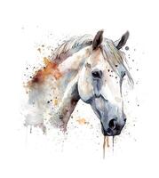 Watercolor portrait of a white horse. . photo