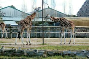 A view of a Giraffe photo