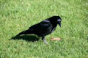 A view of a Crow photo