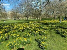 A view of some Daffodils photo