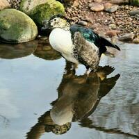 una vista de un pato peine africano foto