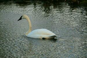 A view of a Trumpeter Swan photo
