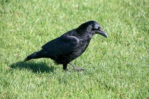 A view of a Crow photo