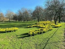 A view of some Daffodils photo