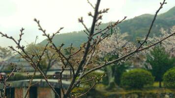 el condición de uno de el japonés jardines en arashiyama en tarde primavera. algunos Cereza florecer flores son todavía en floración foto