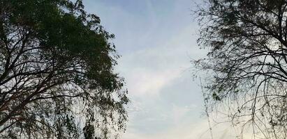 arboles con muy lozano hojas y leña menuda con azul cielo y blanco nubes en el antecedentes. foto