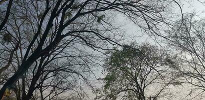 Trees with very lush leaves and twigs with blue sky and white clouds in the background. photo