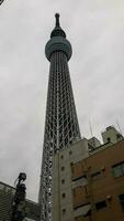 tokio, Japón en julio 2019. tokio cielo árbol antes nuevo tokio torre es un transmisión, foto