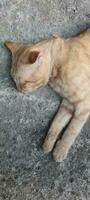 A cat that sleep on a concrete floor. photo