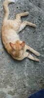 A cat that sleep on a concrete floor. photo