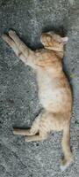 A cat that sleep on a concrete floor. photo