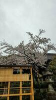 kioto, Japón en abril 2019. un información tablero con homenaje a inari taisha santuario reunión abogado nombre. foto