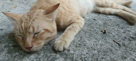 un gato ese dormir en un hormigón piso. foto