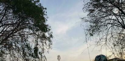 arboles con muy lozano hojas y leña menuda con azul cielo y blanco nubes en el antecedentes. foto