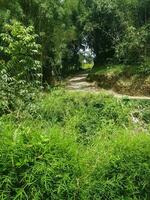 The path in the village near the forest. The road is still compacted soil. photo