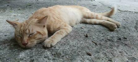 un gato ese dormir en un hormigón piso. foto