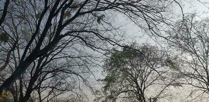 arboles con muy lozano hojas y leña menuda con azul cielo y blanco nubes en el antecedentes. foto