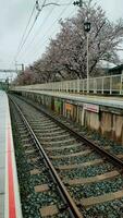 Kyoto, Japan in April 2019. Arashiyama station with drizzly weather conditions and still in spring. Cherry blossom trees photo