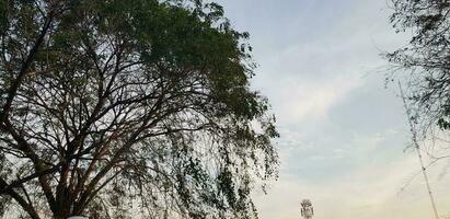 Trees with very lush leaves and twigs with blue sky and white clouds in the background. photo