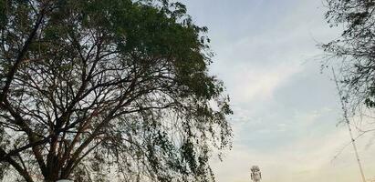 arboles con muy lozano hojas y leña menuda con azul cielo y blanco nubes en el antecedentes. foto