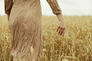 Image of spikelets in hands Wheat field endless field photo