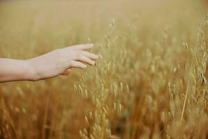 female hand wheat crop agriculture industry fields nature photo