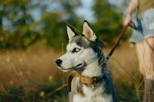 Portrait of a husky dog in nature in the autumn grass with his tongue sticking out from fatigue into the sunset happiness dog photo