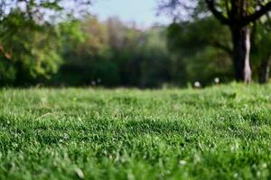 Green grass desktop screensaver, ecology and care for the environment photo