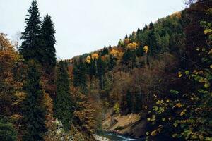 Autumn forest landscape trees nature fresh air photo