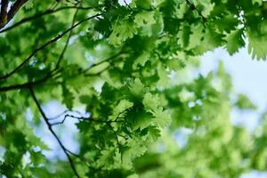 el verde hojas de el roble árbol de cerca en contra el cielo en el luz de sol en el bosque foto